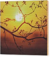 Tree Branch Silhouetted By Spring Sunset Wood Print