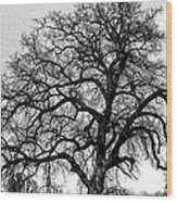 Tree By Moon Light Wood Print