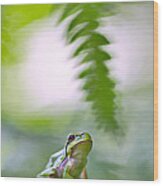 Tree Frog Hyla Arborea Wood Print