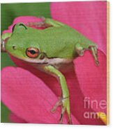 Tree Frog On A Pink Flower Wood Print