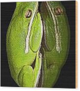 Tree Frog Reflection Wood Print