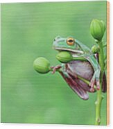 Tree Frog Sitting On A Plant, Indonesia Wood Print
