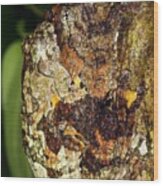 Tree Frogs Mating Wood Print