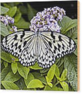 Reiman Gardens Tree Nymph Butterfly  One Wood Print
