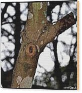Tree Observation Wood Print