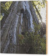 Tree Of Mystery #1 Wood Print