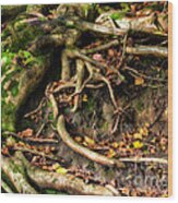 Tree Roots Escaping Wood Print