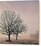 Tree Sunlight Fog Wood Print