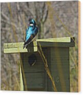 Tree Swallow 2 Wood Print