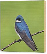 Tree Swallow Ii - D009009 Wood Print