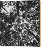 Trees Above Me Wood Print