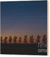 Trees In A Row Sunset Wood Print