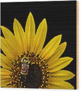 Tricolored Bumble Bee On A Sunflower Wood Print