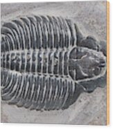 Trilobite Wood Print