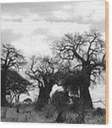 Trio Of Baobabs Kenya Wood Print