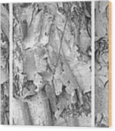Triptych Of Curling Tree Bark In Black And White With A White Background Wood Print
