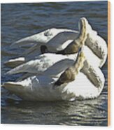 Trumpeter Swans Synchronized Swimming Wood Print