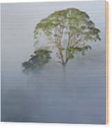 Tualang Tree Above Rainforest Mist Wood Print
