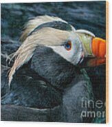 Tufted Puffin Profile Wood Print