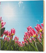 Tulip Field From Below Wood Print