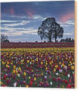 Tulip Field's Last Colors Wood Print