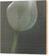 Tulip Ii Wood Print