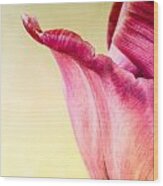 Tulip Petal Wood Print