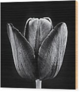 Tulip Queen Of The Night Wood Print