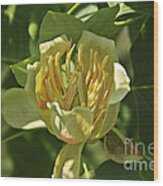 Tulip Tree Wood Print