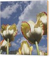 Tulips And Clouds Wood Print