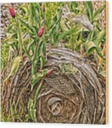 Tulips Gone Wild On A Hay Bale Wood Print