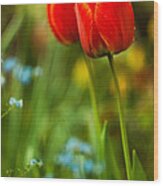 Tulips In Garden Wood Print