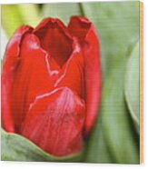 Tulips In Study 4 Wood Print