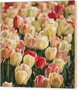 Tulips On Parade Wood Print