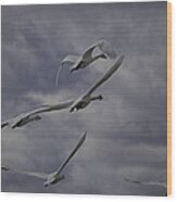 Tundra Swans Taking Flight 1 Wood Print