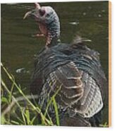 Turkey At Lake Wood Print
