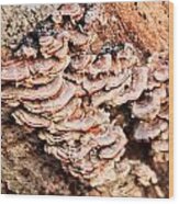 Turkey Tail Tree Fungus Wood Print