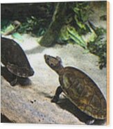 Turtle - National Aquarium In Baltimore Md - 121219 Wood Print