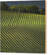 Tuscany Vineyard Series 3 Wood Print