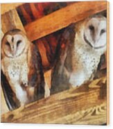 Two Barn Owls Wood Print