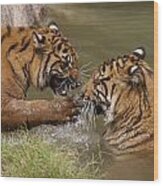 Two Bengal Tigers Playing In Water Wood Print