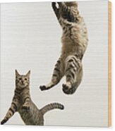 Two Cats Playing Wood Print