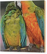 Two Colorful Macaws Wood Print