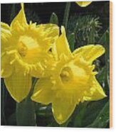 Two Daffodils Wood Print