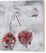 Two Frozen Crab Apples Wood Print