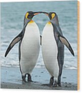 Two King Penguins On A Beach In South Wood Print