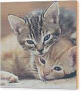 Two Kittens Looking At The Camera Wood Print