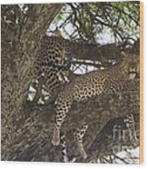 Two Leopards In A Tree Wood Print