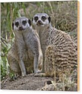 Two Meerkats Wood Print
