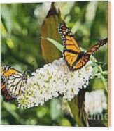 Two Monarch Butterflies Wood Print